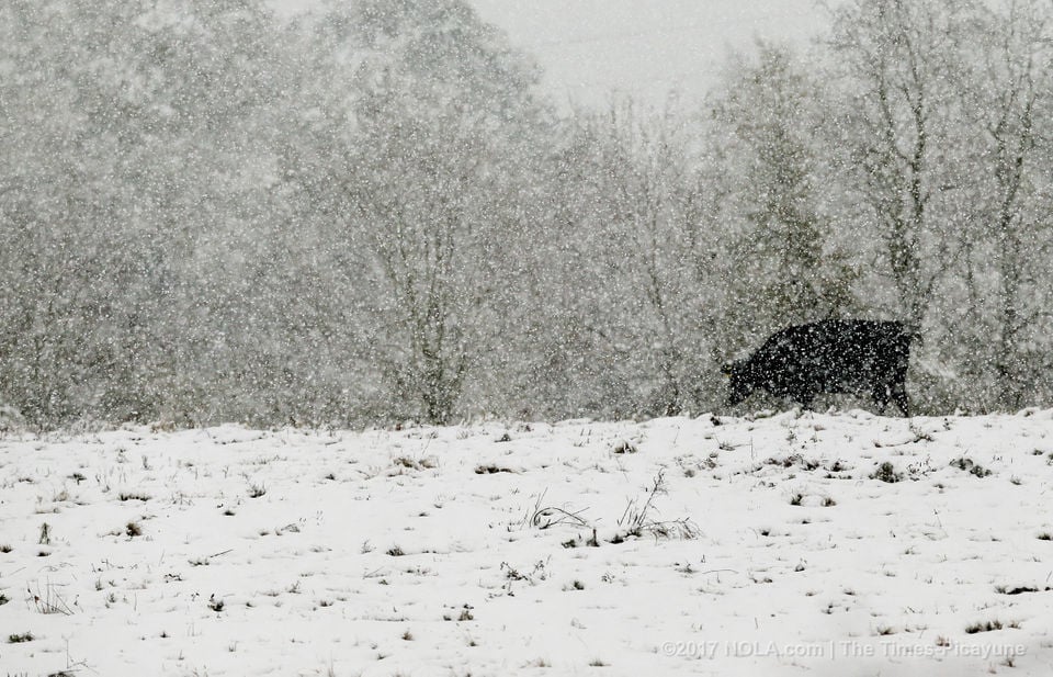 Snow In Louisiana: Live Updates, Photos And School Closures | Weather ...