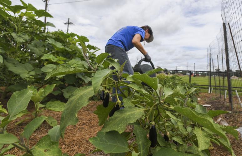 Lure butterflies into your garden; how to clean clay pots; hot weather