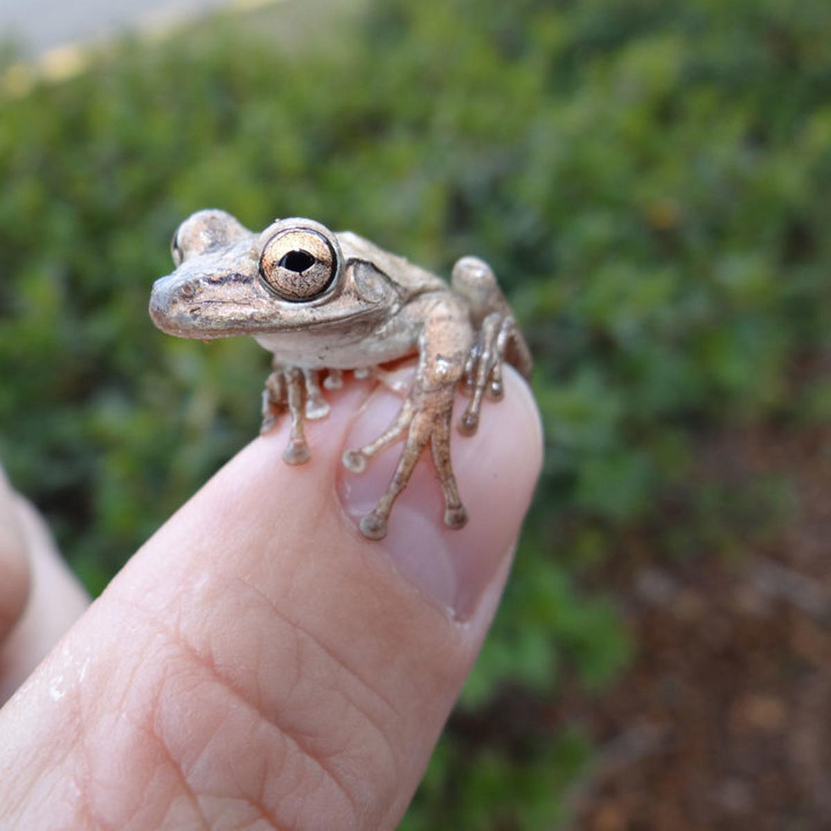 Poisonous Cuban Treefrog Invades Audubon Park Zoo Environment Nola Com