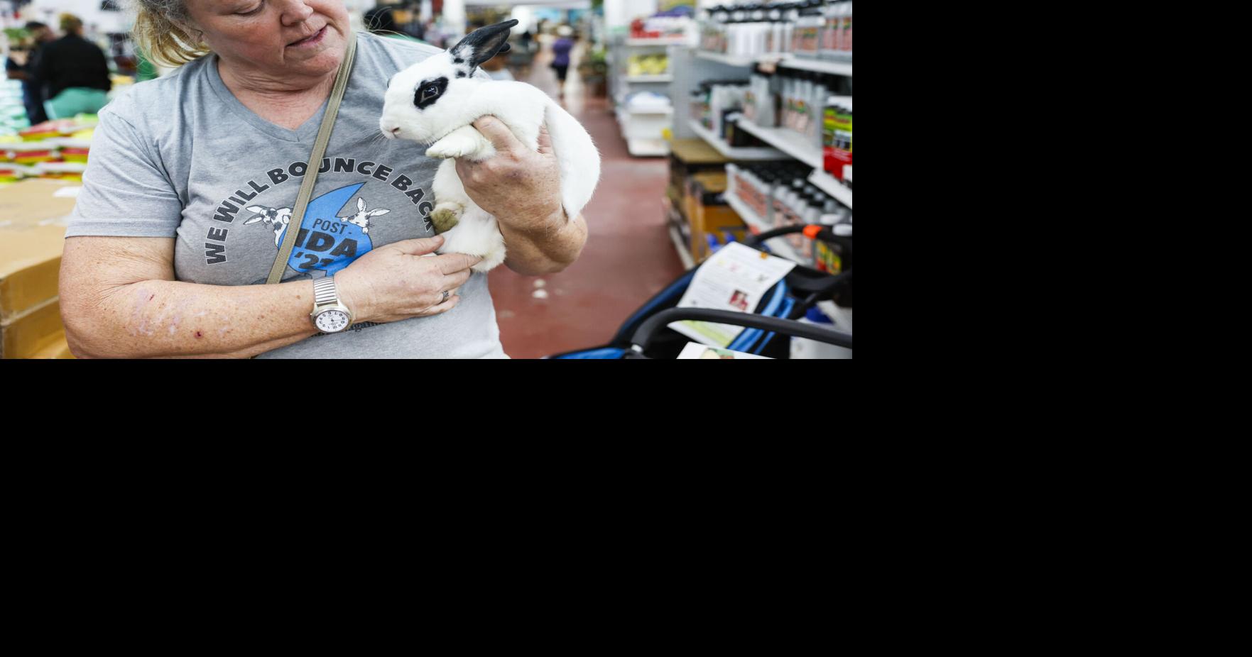 Don’t jump into getting a live Easter bunny | Entertainment/Life