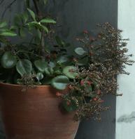 Can potting soil be used for several seasons? Dan Gill says yes, but you should make a few additions