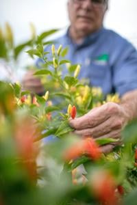 Botanical Garden Plant Sale Goes Online June 9 But Some Things At The Greenhouse Are Still The Same Home Garden Nola Com