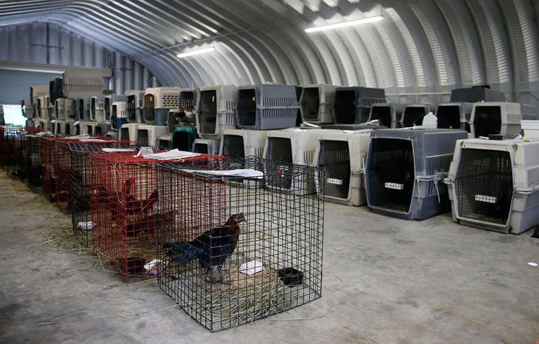 Cockfighting Is Illegal in the U.S. Why Does It Breed so Many Fighting  Birds? - The New York Times