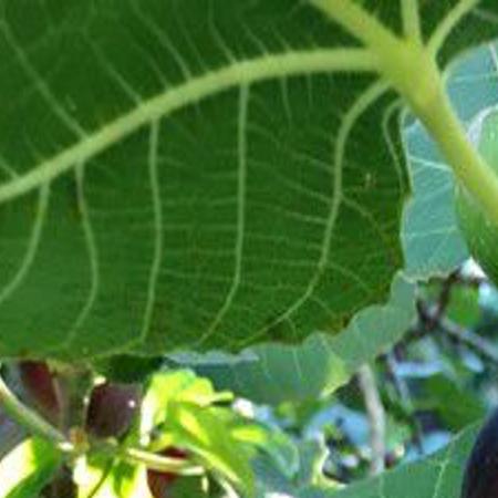 Garden Advice Fig Trees Are Easy To Grow From Cuttings Home