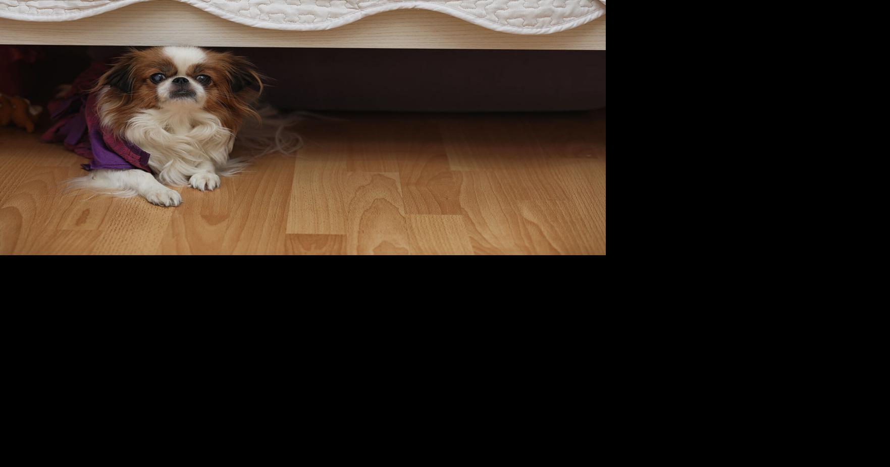 The best New Year's Eve for pets is a quiet night at home. Use these tips to give them one.