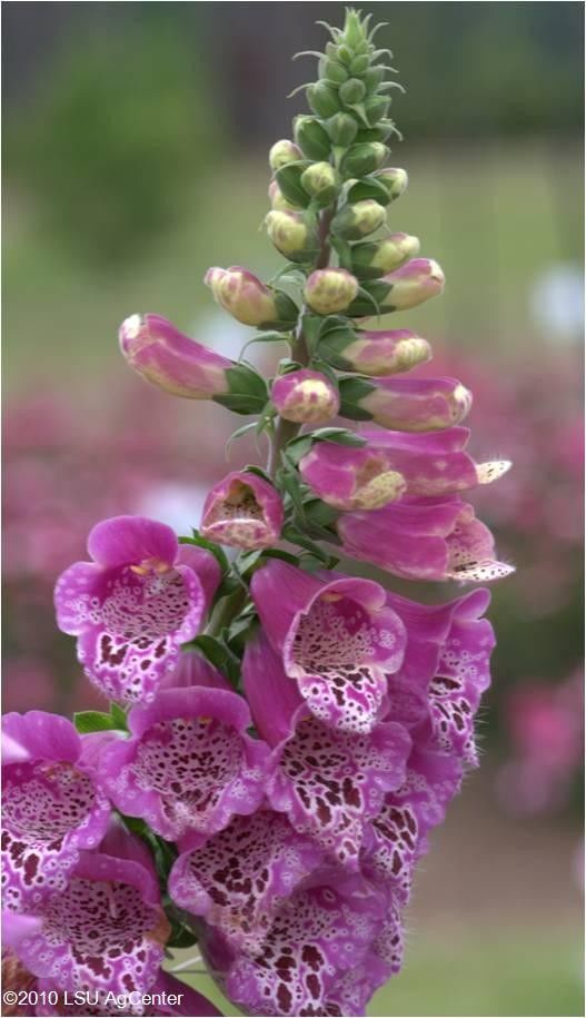 29 flowering plants to add to your fall garden in South Louisiana