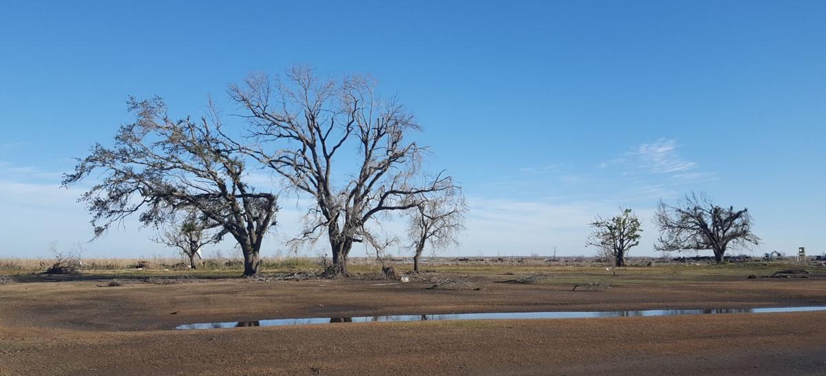 Christmas Bird Count Louisiana 2022 Birds In Southwest Louisiana Were No Match For Hurricanes Laura And Delta,  New Study Shows | Environment | Nola.com