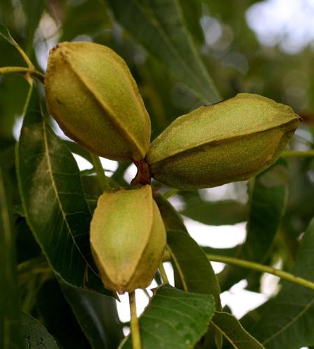Grow your own pecans: essential planting tips for pecan trees
