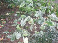 How To Save Caladium Bulbs Now For Great Garden Color Next Year
