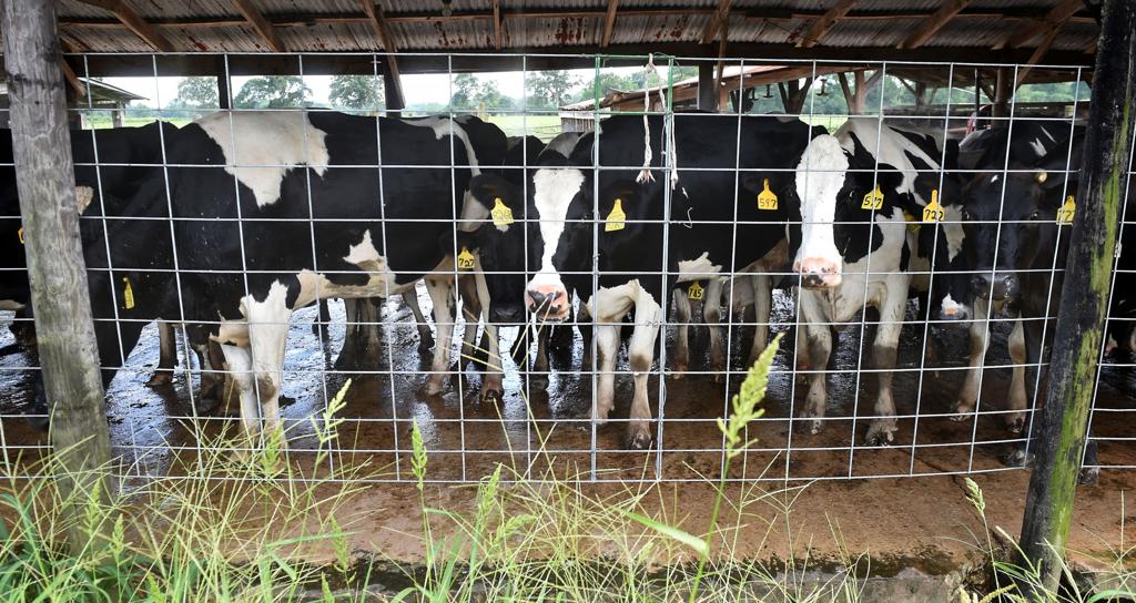 Once cash cow, Louisiana dairy farming becoming vanishing ...