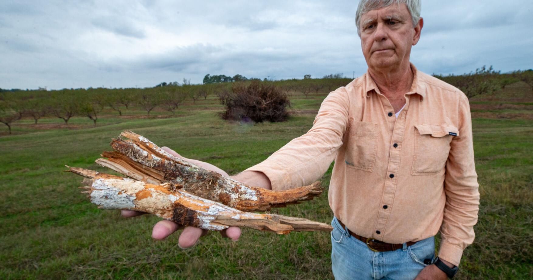 Ruston's iconic Mitcham Farms nears the end | News - Vimarsana News