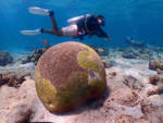 Feds plan $125 million response for mystery disease killing corals in Gulf, Caribbean