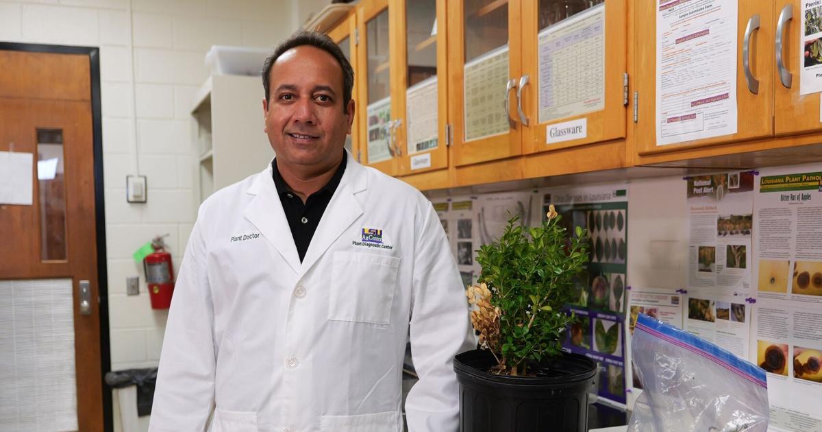 The doctor is in: LSU AgCenter team can help with diagnosis when your plants get sick
