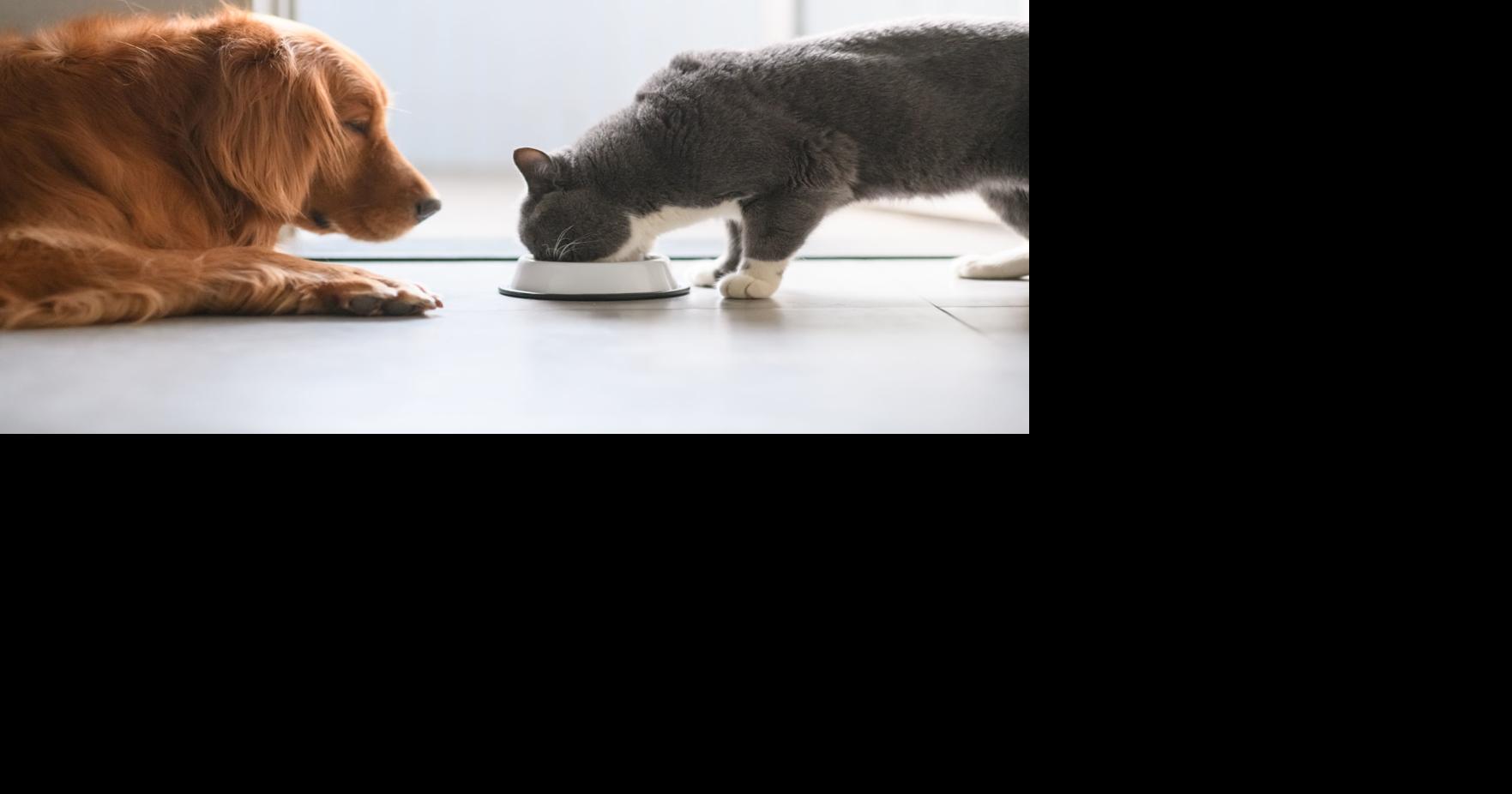 There are many options feeding your pet. Here’s why dry food should stay in the mix.