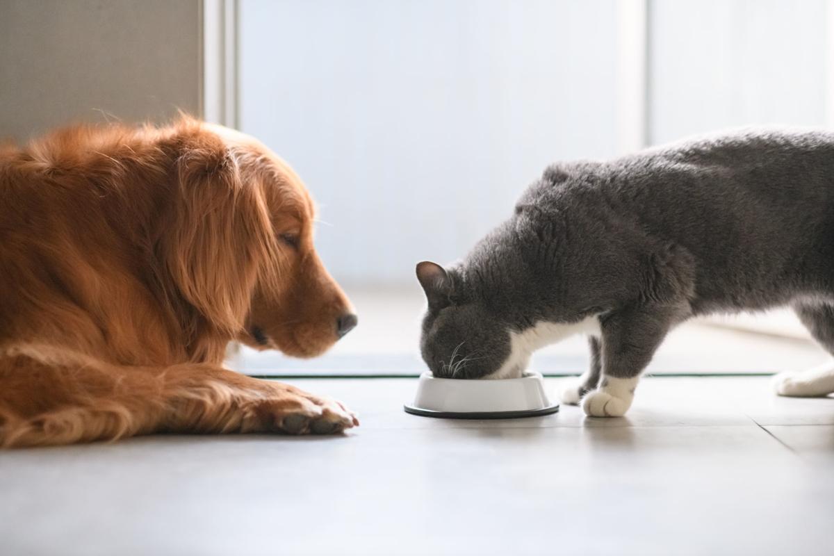 Avoid A Household Feud With These Nine Essential Tips For