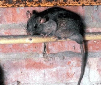 New Orleans rats are carrying pathogens that could be fatal to dogs