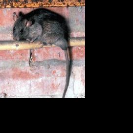 New Orleans rats are carrying pathogens that could be fatal to dogs ...