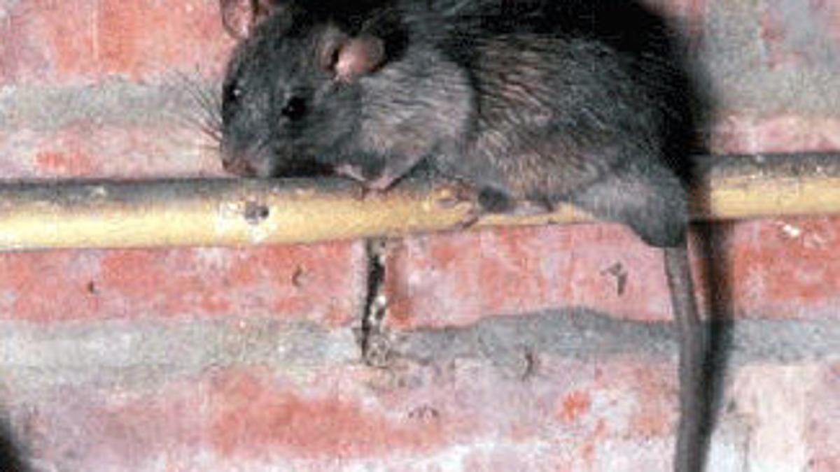New Orleans Rats Are Carrying Pathogens That Could Be Fatal To Dogs Archive Nola Com