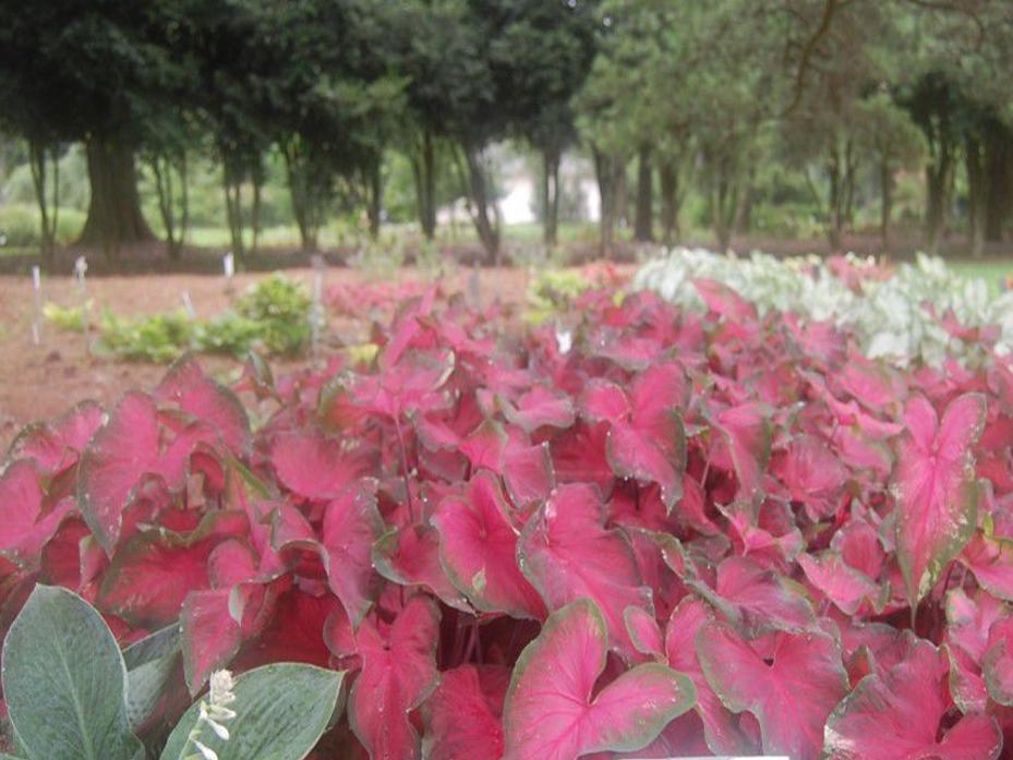 Dan Gill S Garden Tips Help Caladium Bulbs Hibernate