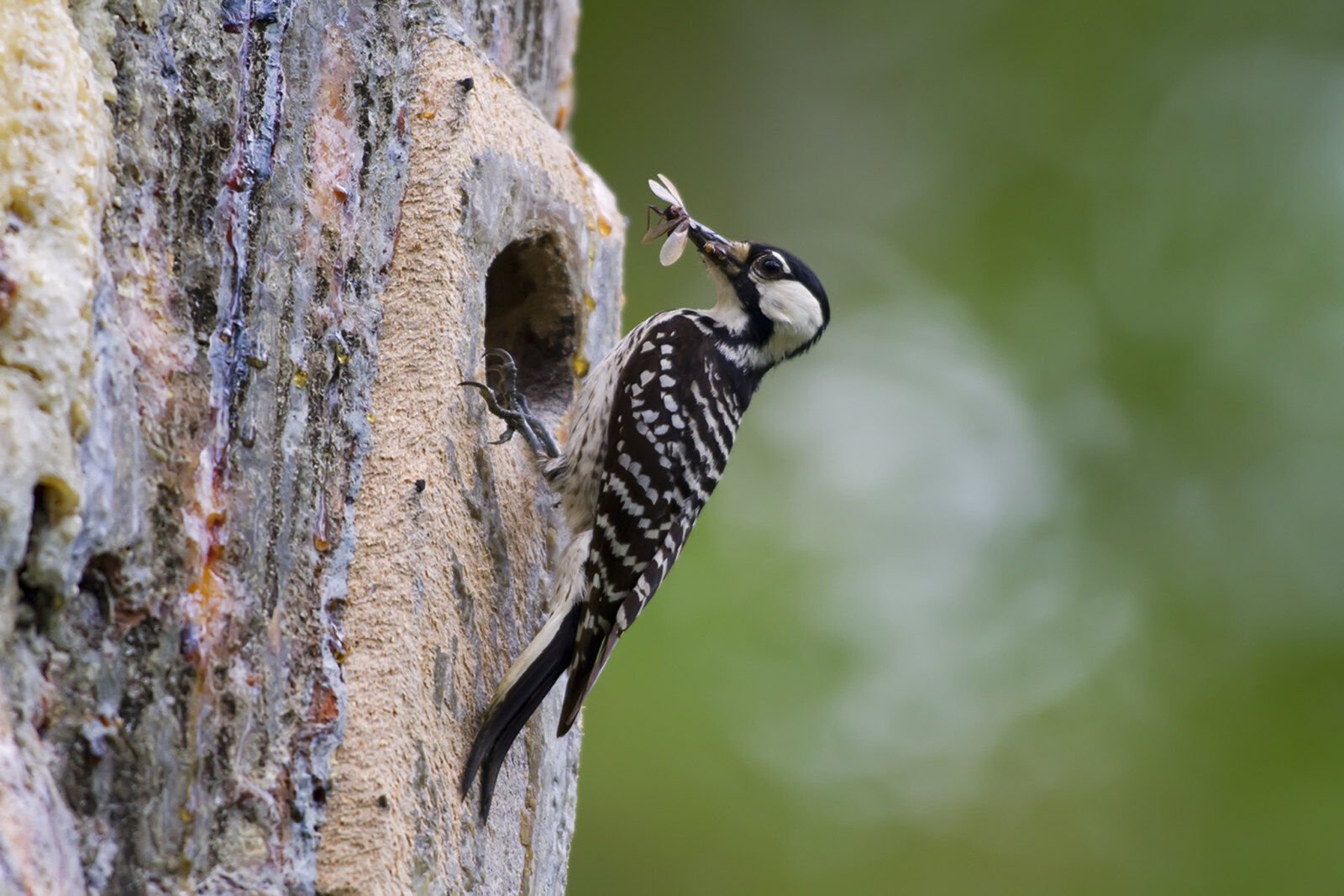 Louisiana Woodpecker Is 'back From The Brink,' Feds Say | Environment ...