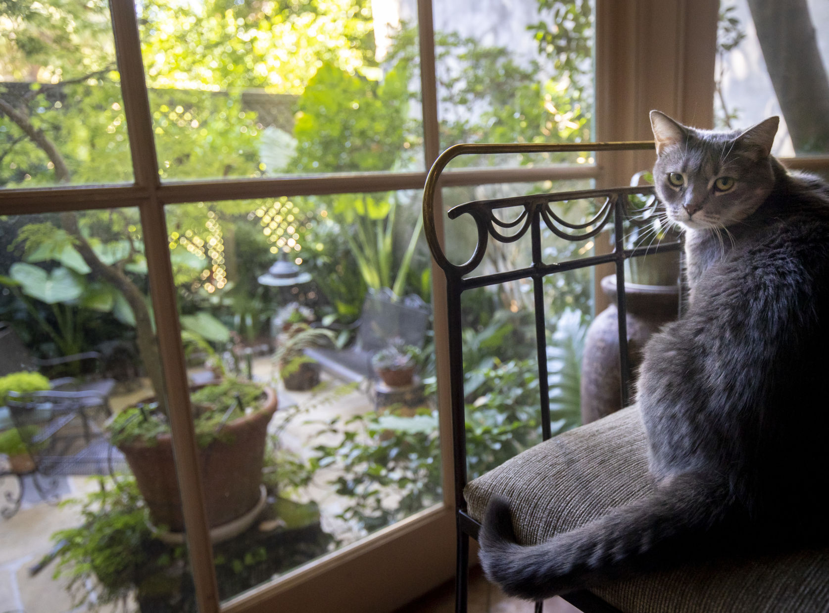 Learn which flowers to use and which to avoid for pet safety ... - Garden Safety For Cats And Flowers