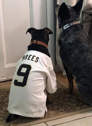 Medium #9 Drew Brees Dog Jersey New Orleans Saints NBA Pet Puppy