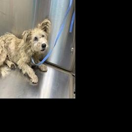 Scrim hasn’t been spotted in 2 days. Dog rescuer fears worst | Entertainment/Life