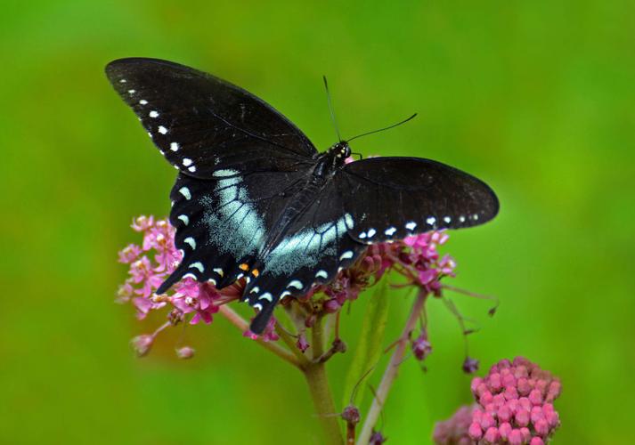 Louisiana butterflies See 28 winged beauties that call our state home Archive