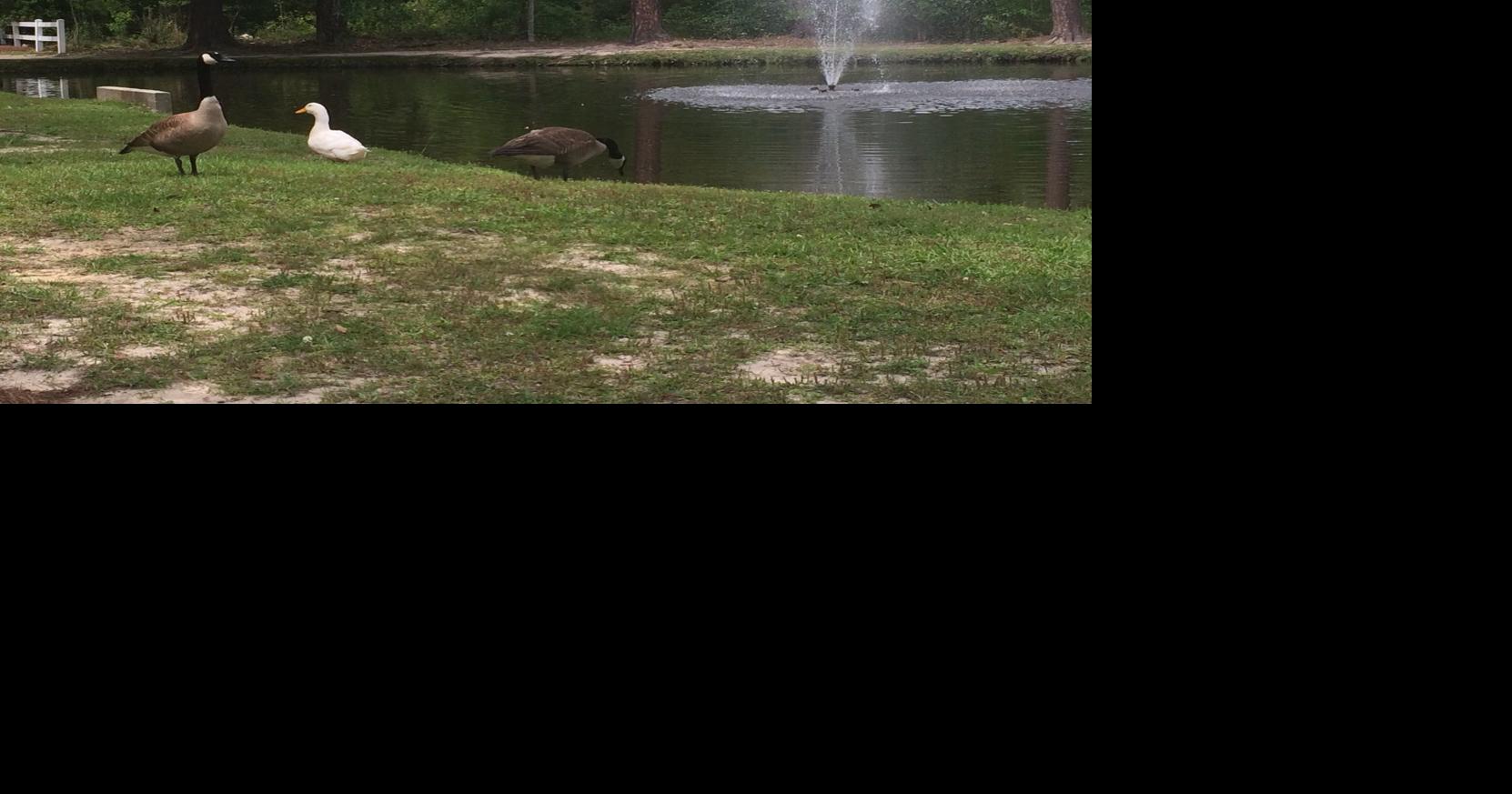 Residents of Forest Brook subdivision near Mandeville aflutter over