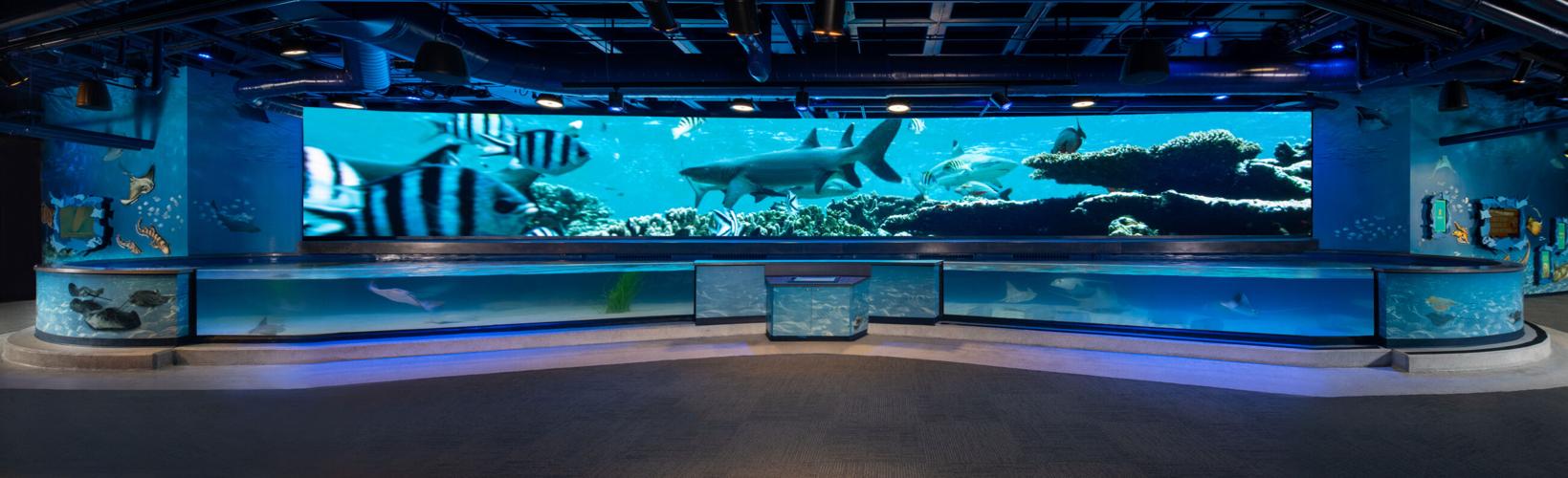 AudubonSharks1.jpg (sponsored content)