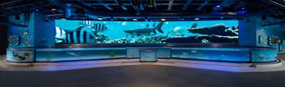 AudubonSharks1.jpg (sponsored content)
