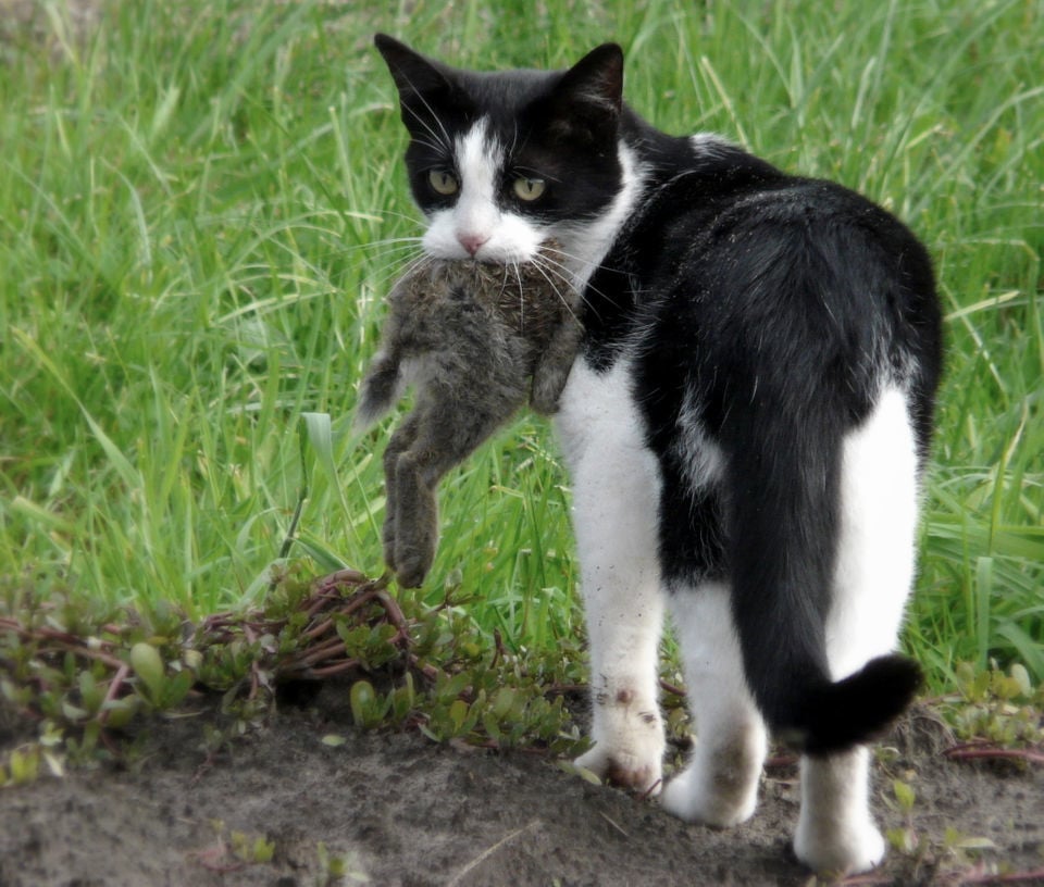 Booming feral cat populations are a 