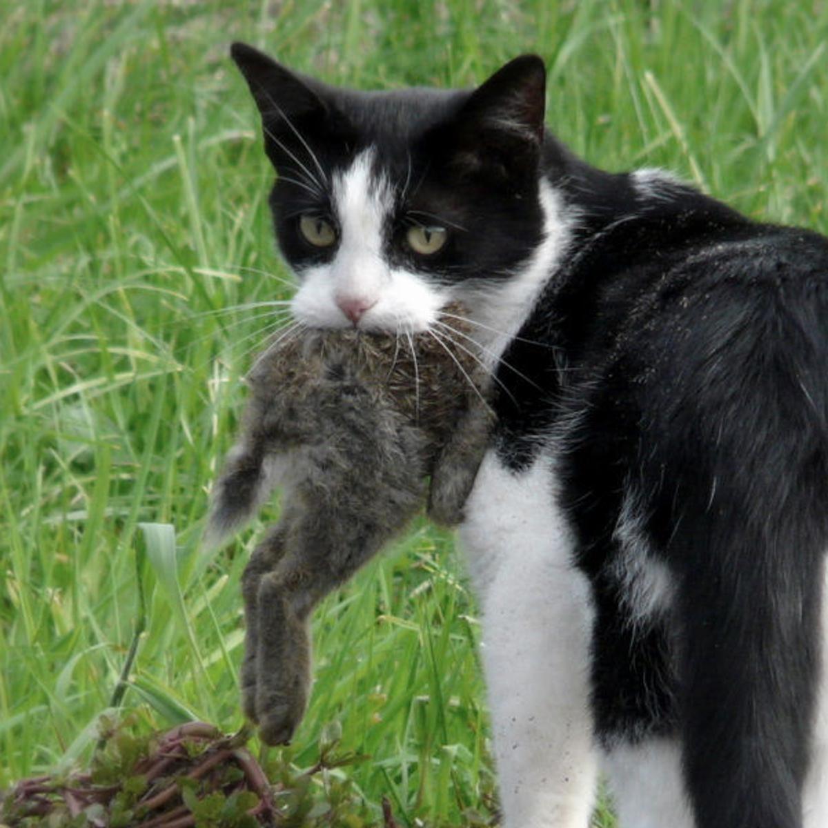 Booming Feral Cat Populations Are A Disaster Science Says Here