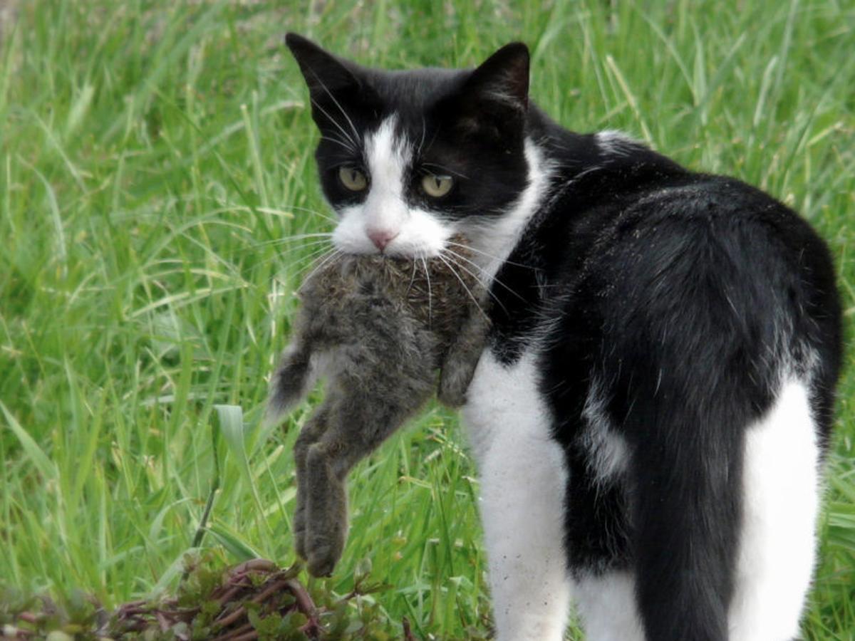 Booming Feral Cat Populations Are A Disaster Science Says Here Are 15 Reasons Why Archive Nola Com