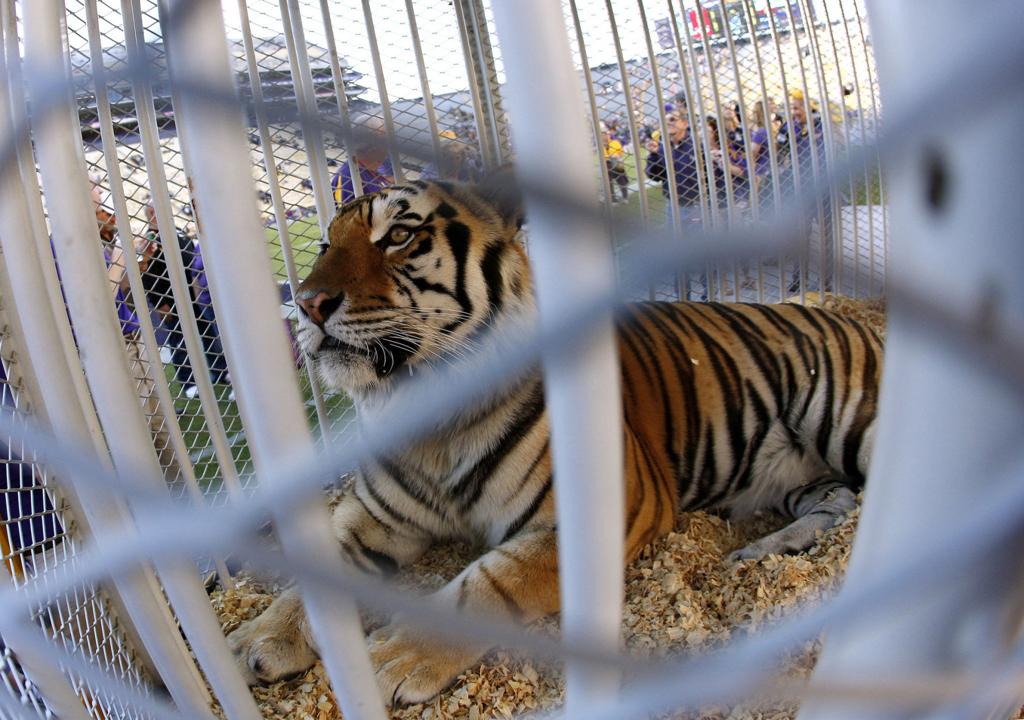 LSU Acquires Possible New Mike VII: Students Aren't the Only Ones Moving in  This Week