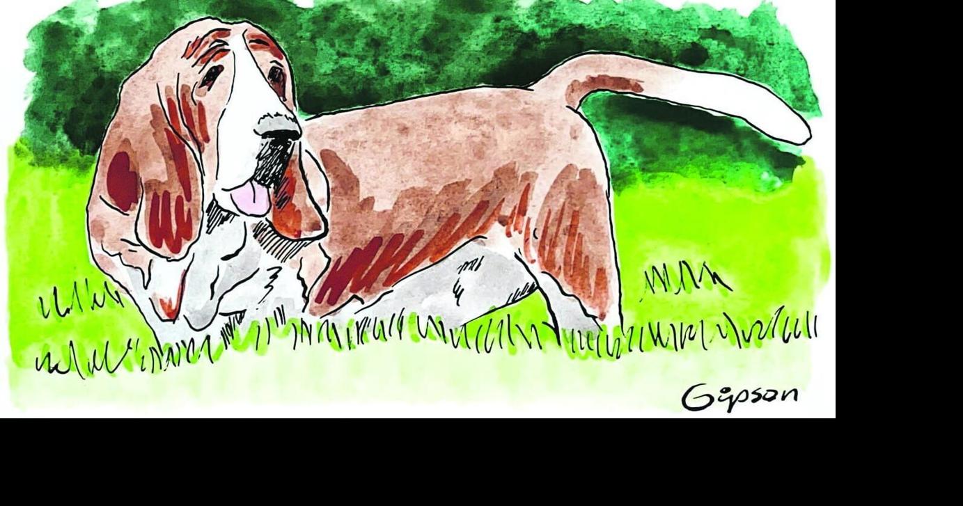 Human Condition: Stump, the beloved $100 Bassett Hound we won't ever forget
