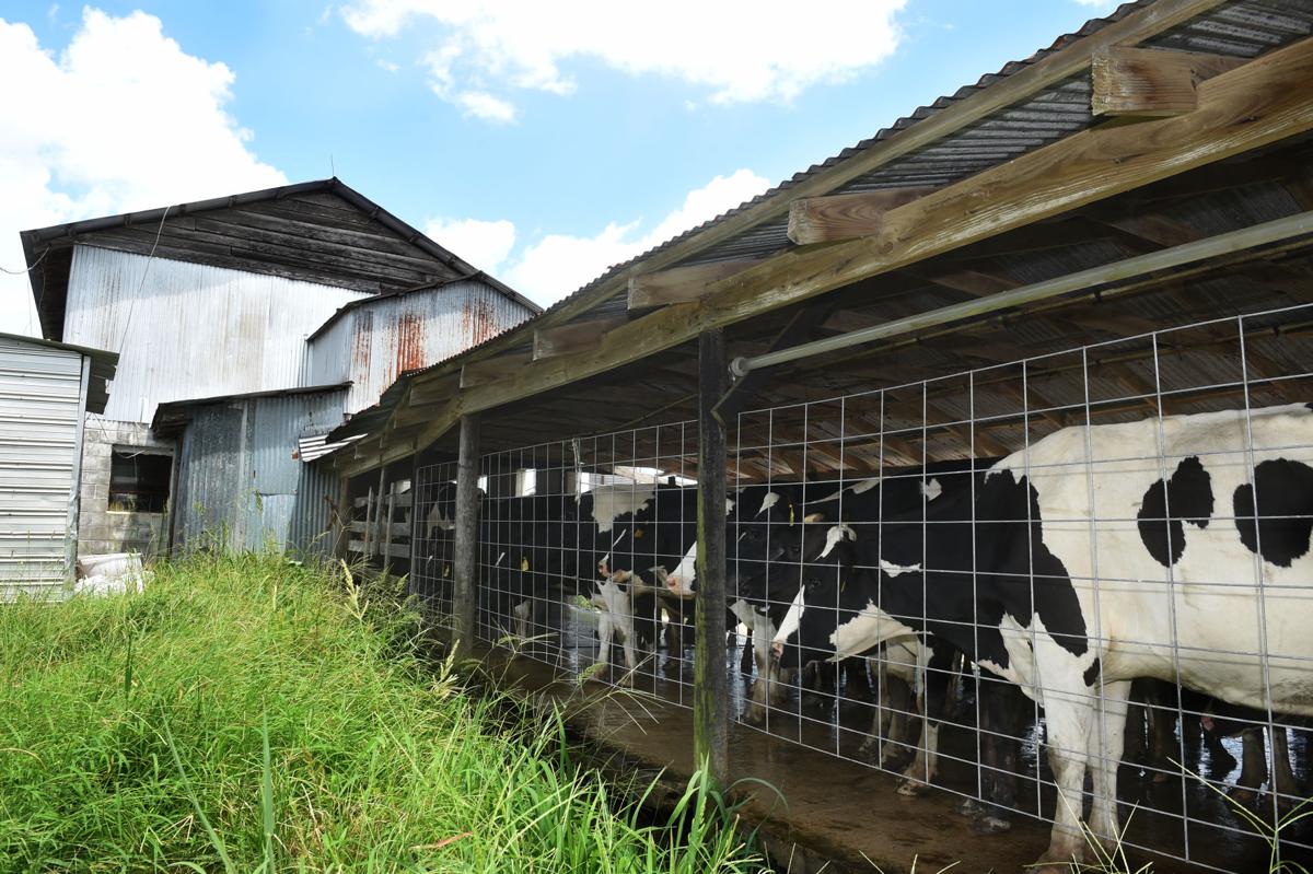 Once cash cow, Louisiana dairy farming becoming vanishing ...