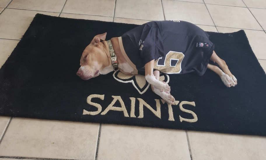 Saints #Dog #NOLA  Saints football, New orleans saints football, Doggie  style