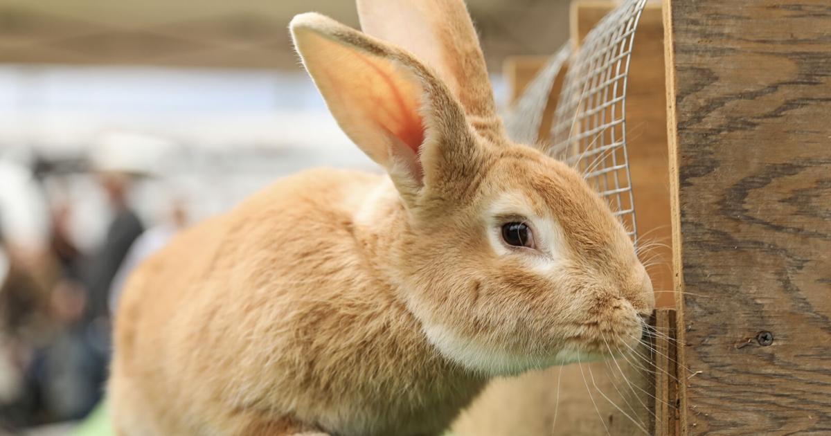 First day of the month rabbit rabbit: Sarah Jessica Parker | Louisiana ...