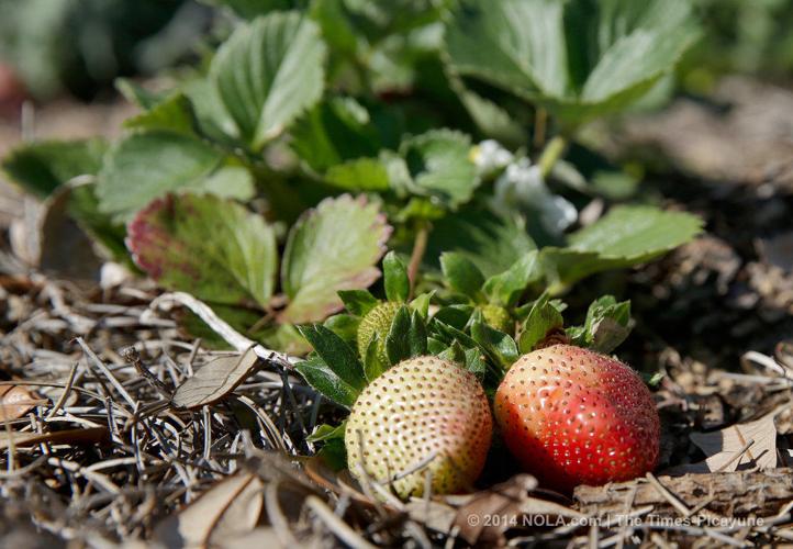 Spring Garden Show to fill the New Orleans Botanical Garden with
