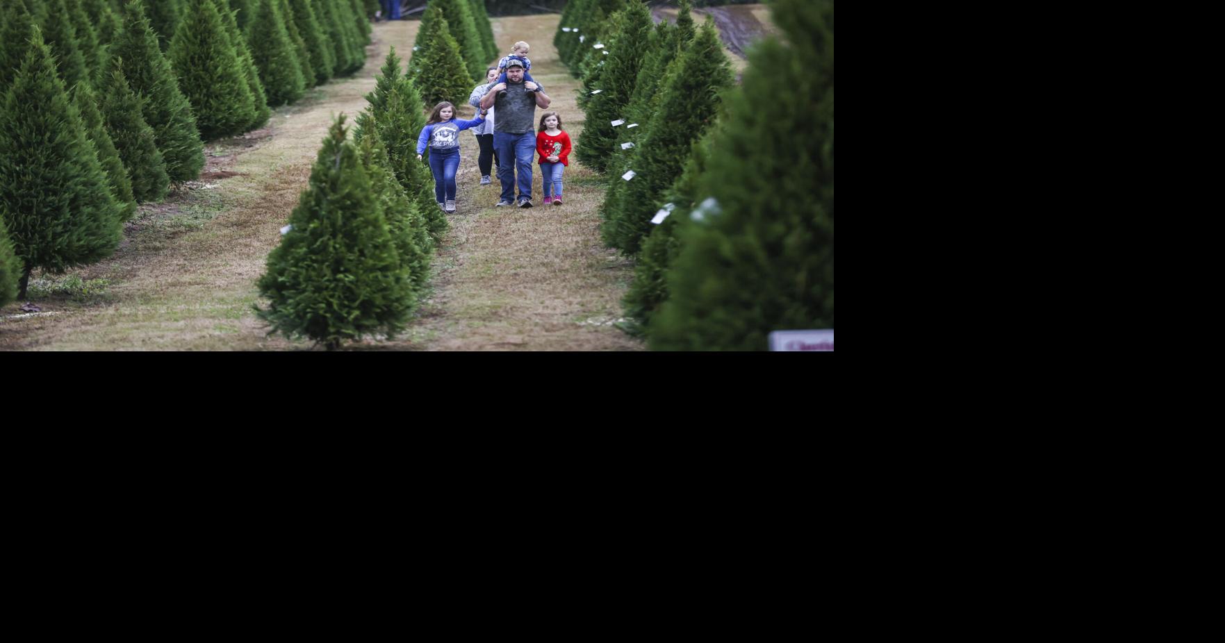 Steeles Christmas Tree Farm sells trees in Angie Photos