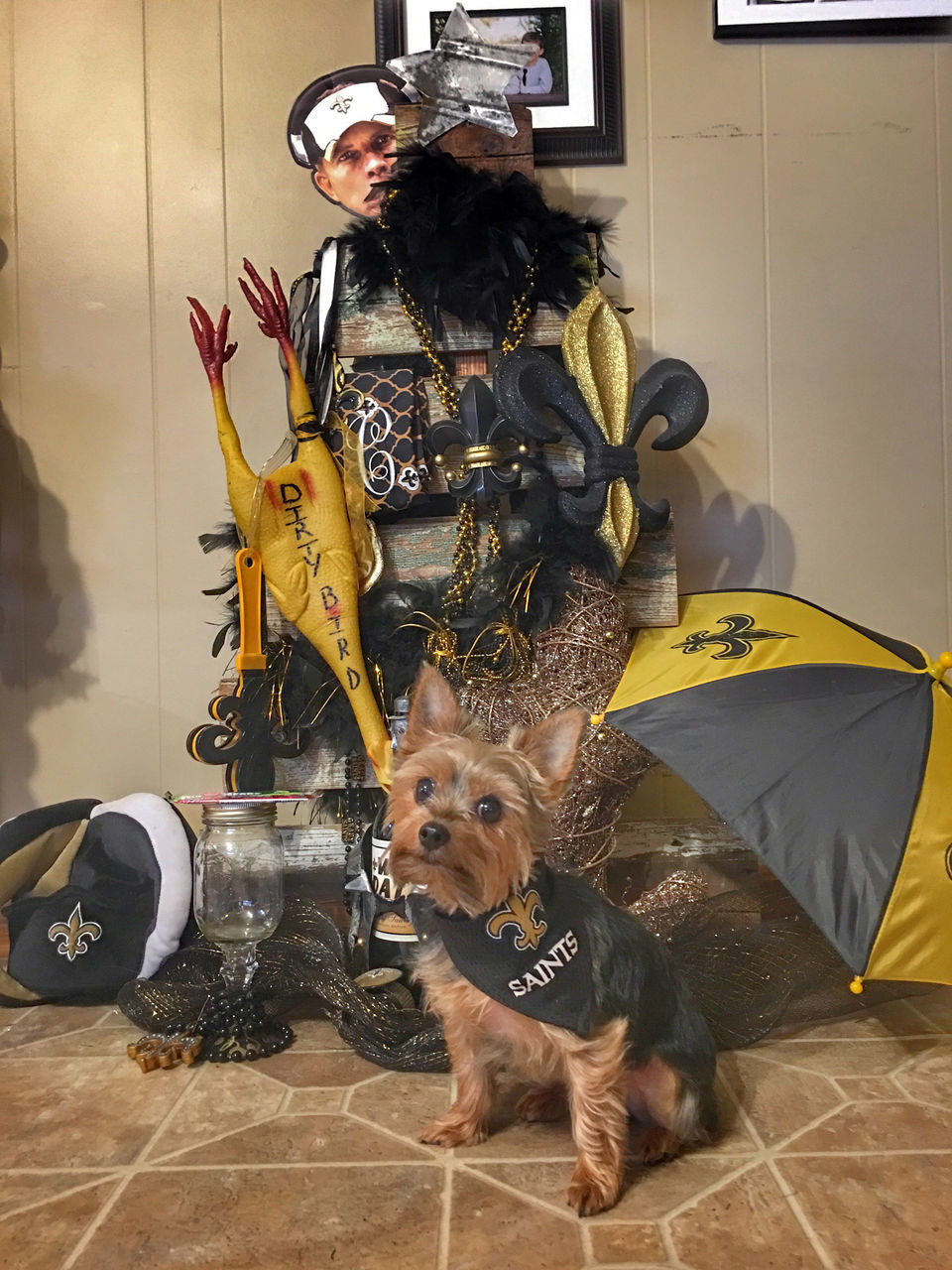 New Orleans Saints' furriest fans:  readers share their pet photos, Archive