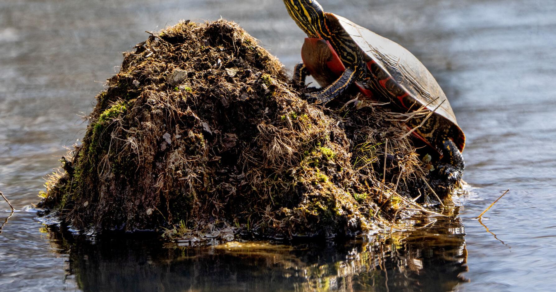 Upper Miss. refuge has been ecological oasis for a century | Environment - Vimarsana News