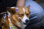 Barkus Parade 37.jpg