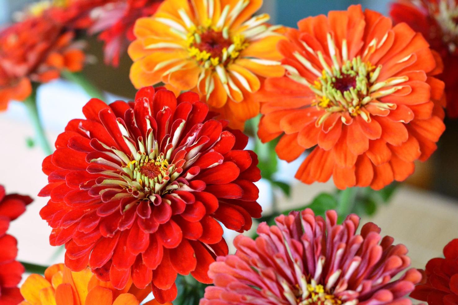 How to keep zinnias healthy Dan Gill's advice Home/Garden