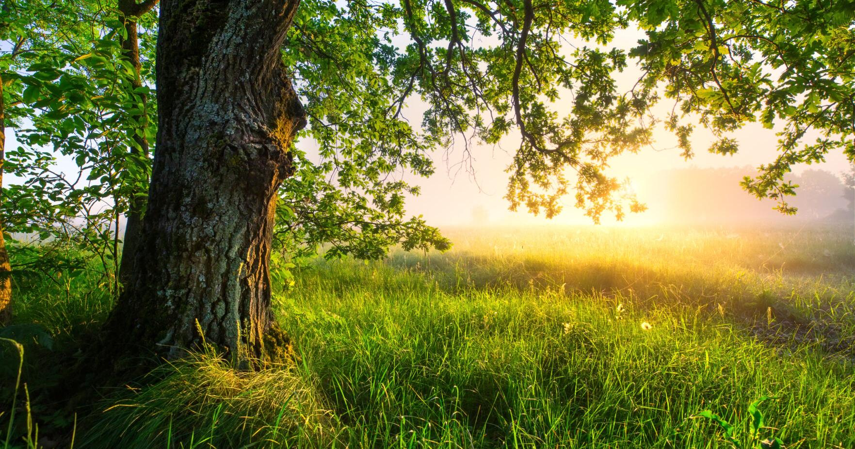 Mississippi landowner thrives by partnering with GreenTrees to restore wetlands and combat flooding - Vimarsana News