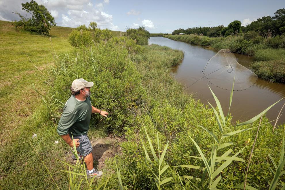 Invasive tilapia in Port Sulphur