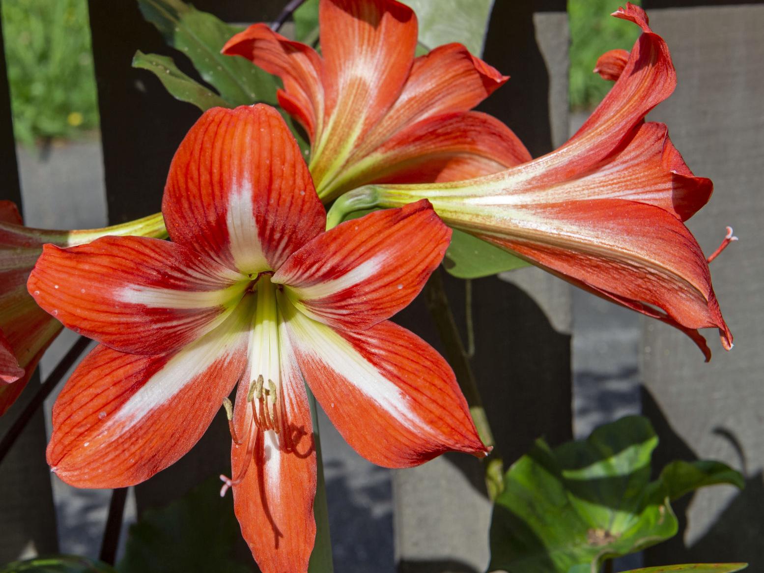 hippeastrum hybrid Hippeastrum 'Aquaro'  Double Amaryllis Bulb with Pink Stripes  Oldboy's  Flowers