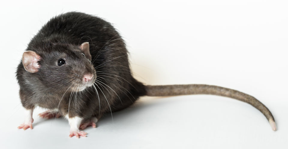 How Common Are Rats In French Quarter Restaurants Archive Nola