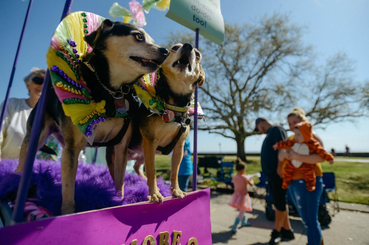 Photos Krewe du Pooch parades along Mandeville lakefront Photos